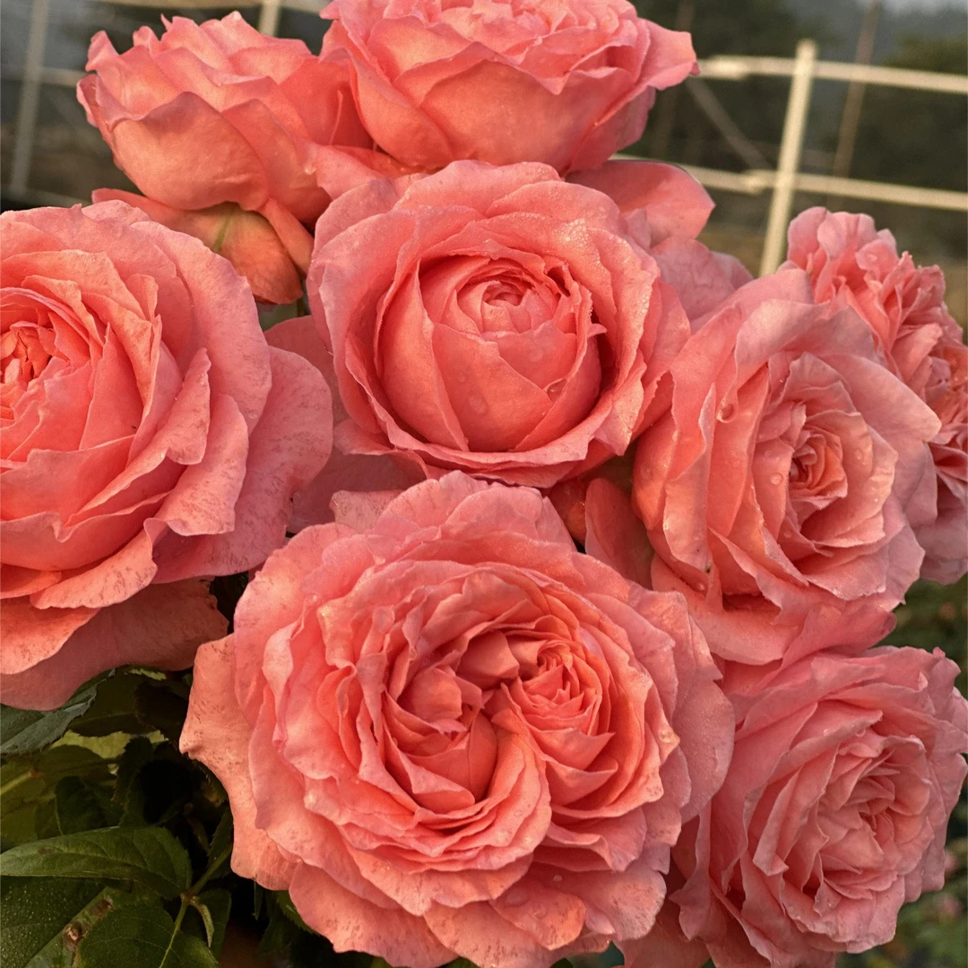 花知述园艺珊瑚果冻四季玫瑰月季花树苗常年开花植物庭院阳台可养