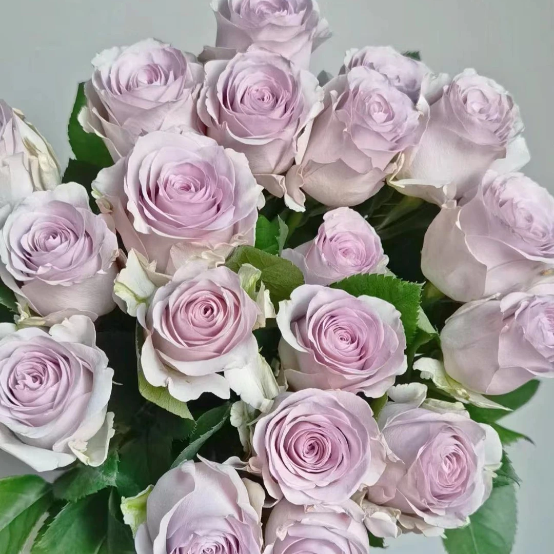 花知述园艺冬日恋歌四季玫瑰月季花树苗常年开花植物庭院阳台可养