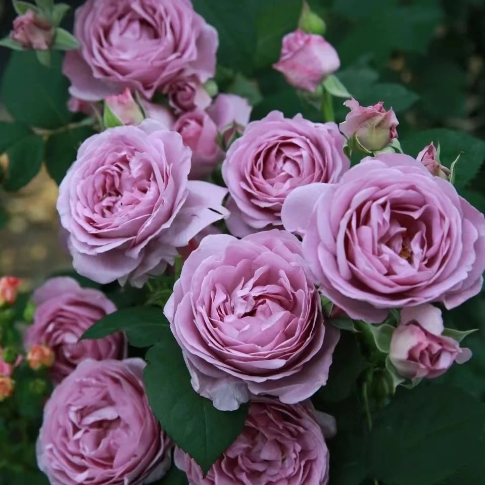 【成都仓】花知述 蓝色风暴 丰花月季阳台庭院室外开花灌木盆栽月季