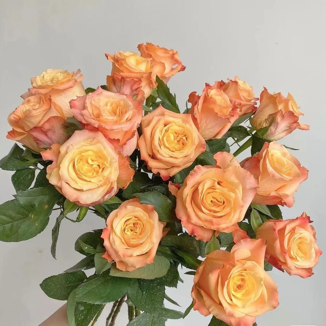 花知述园艺油画蒙娜丽莎四季玫瑰月季花树苗常年开花植物阳台可养