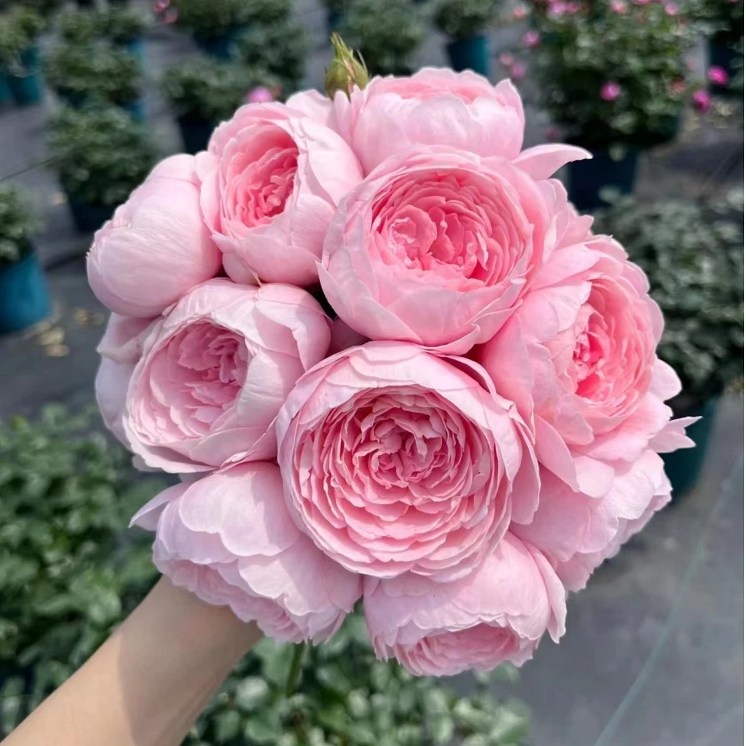 花知述  瑞典女王 抗病长势灌木月季盆栽
