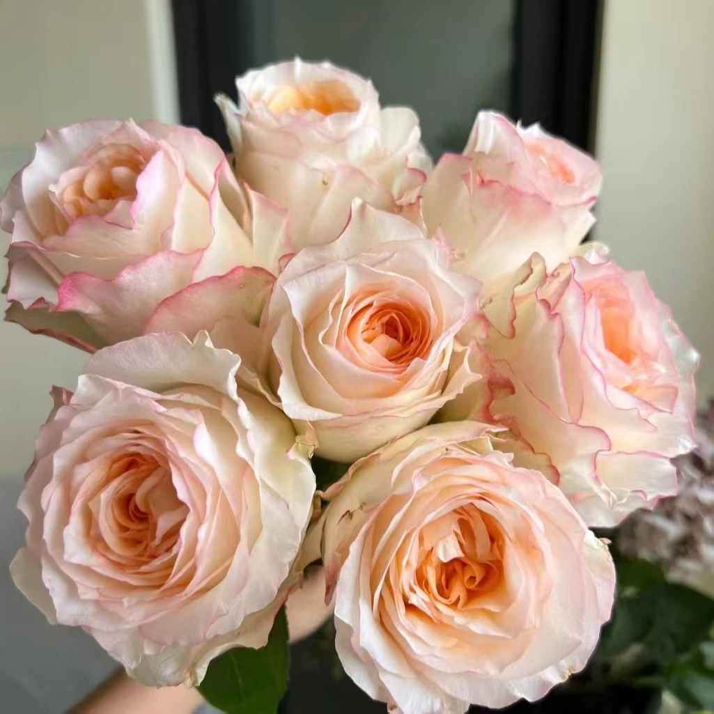 花知述园诗歌月季盆栽四季开花卉玫瑰花带花苞阳台庭院植物