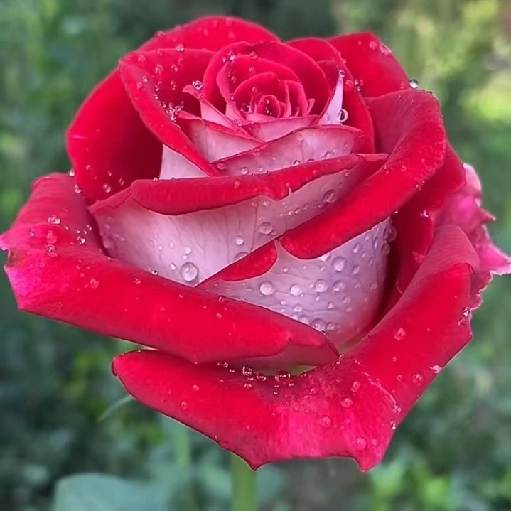 【云南仓】花知述 情书 切花抗病长势快灌木花卉月季盆栽玫瑰花树苗