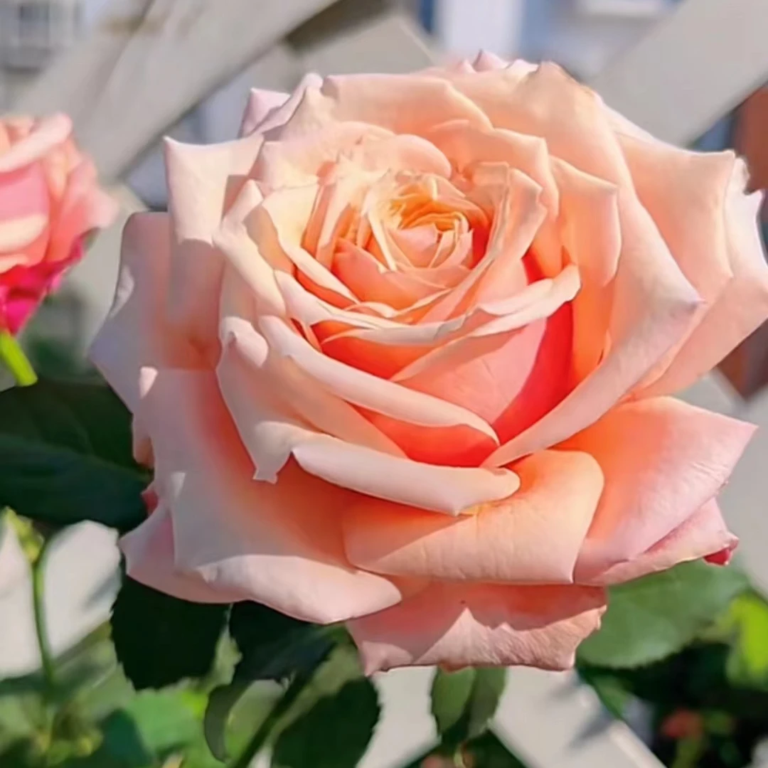 【成都仓】花知述  切花悠悠 大花抗病直立花卉月季盆栽玫瑰花树苗