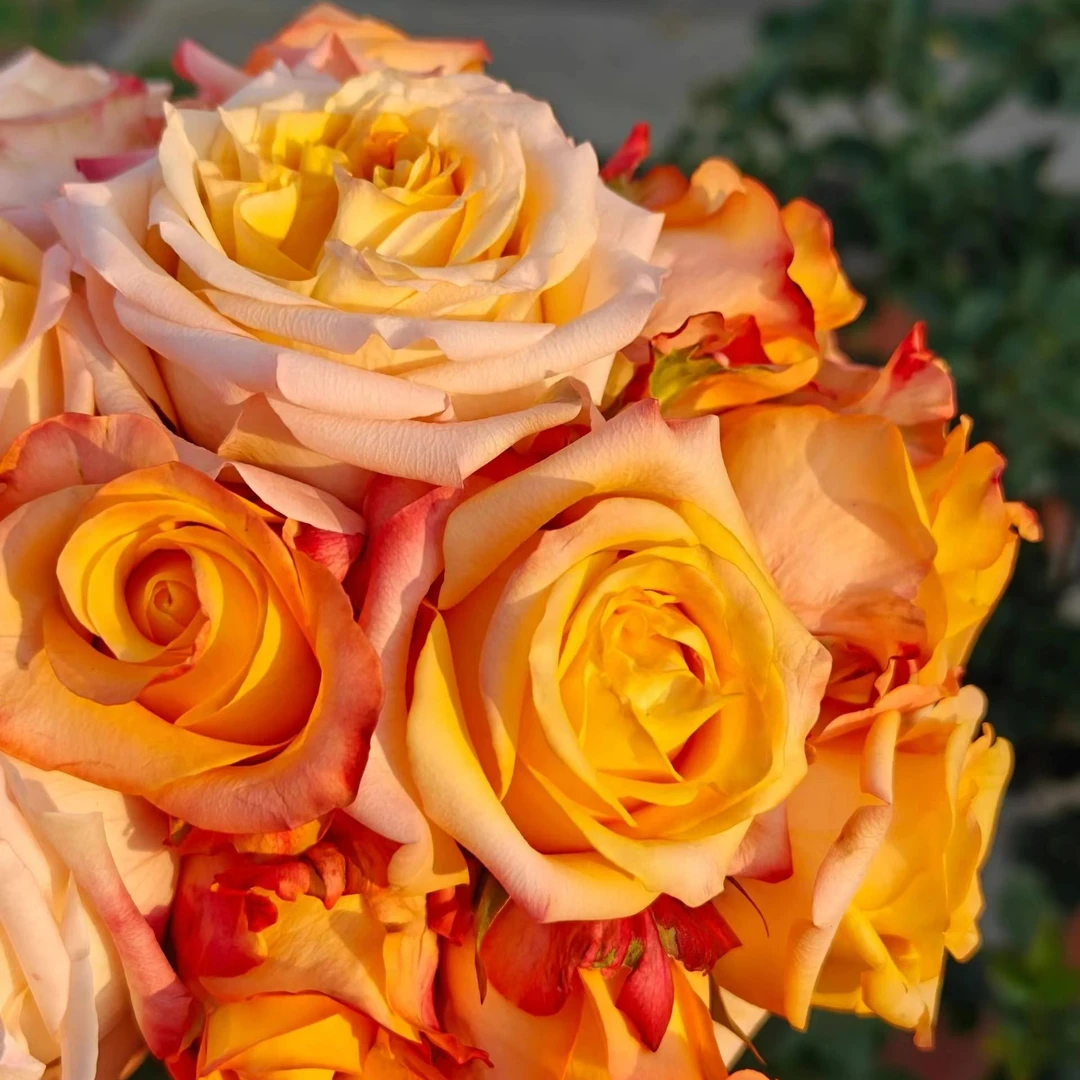 【云南仓】花知述 油画蒙娜丽莎 切花直立抗病灌木盆栽优雅勤花耐热