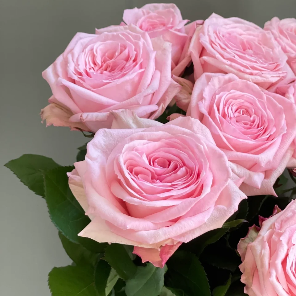 花知述粉荔枝切花大花大花浓香好养灌木四季花开阳台室外月季盆栽