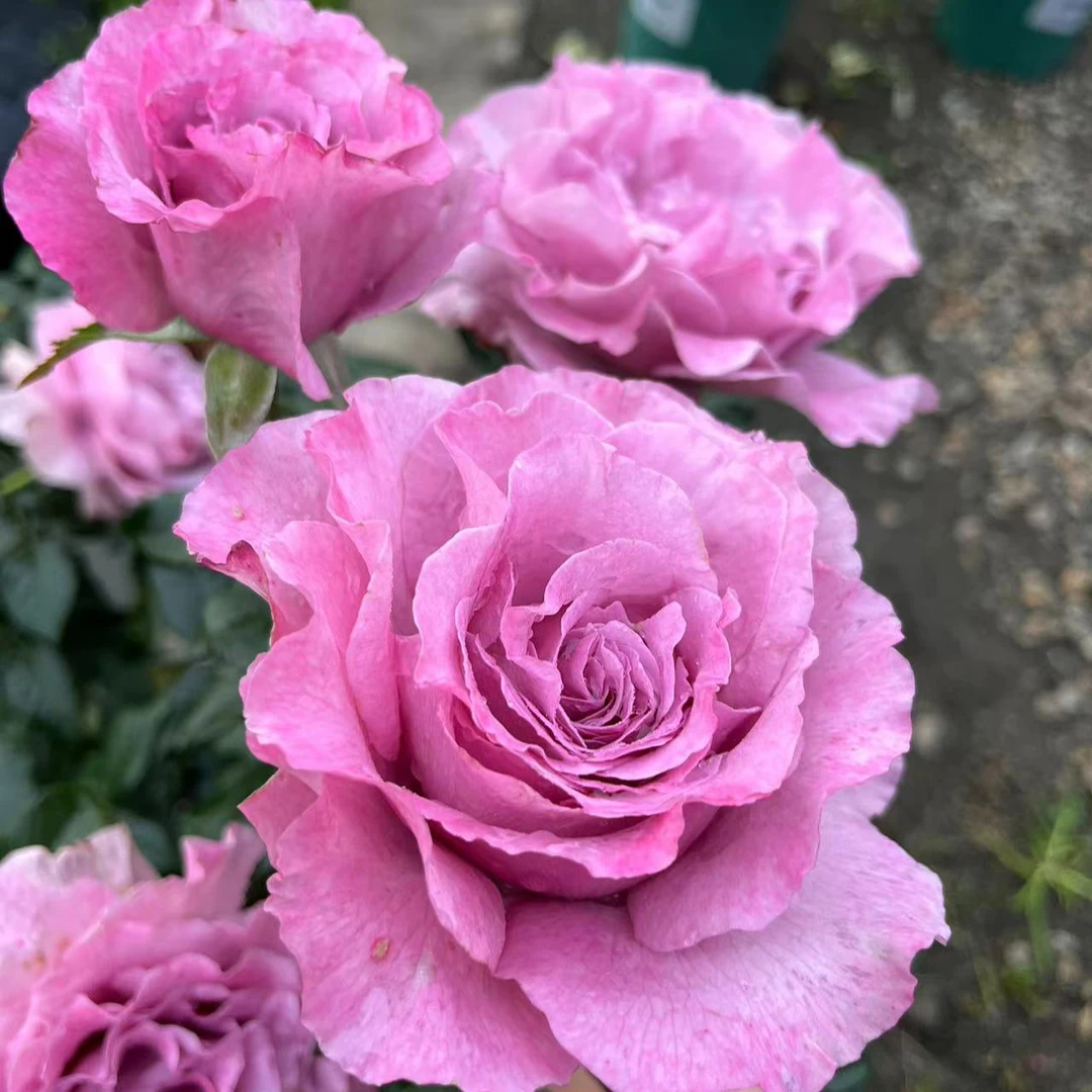 花知述园艺切花暮光之城月季盆栽四季开花卉玫瑰花带花苞阳台植物