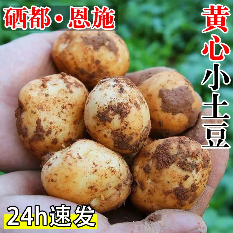 【硒都特产】湖北恩施土豆现挖新鲜黄心土豆净重3/5/9斤洋芋马铃薯