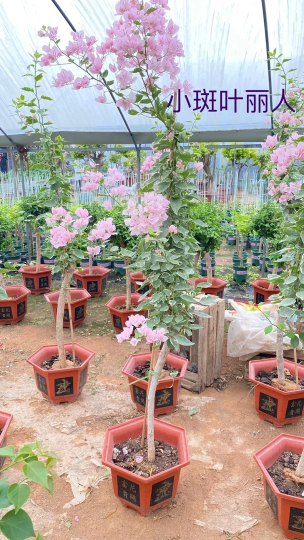 三角梅大棵老桩生桩适合庭院阳台四季盆景楼顶种植直播间一物一拍