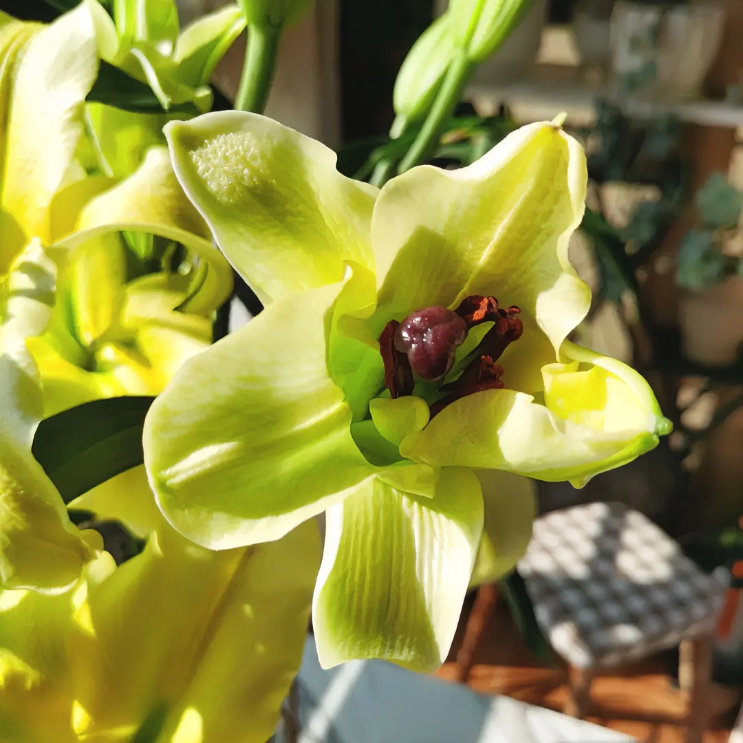 黄天霸香水百合鲜花云南昆明基地直发水养瓶插百合花束鲜切花顺