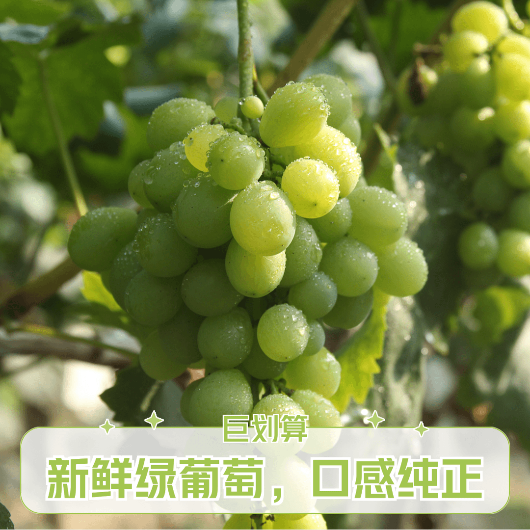 【顺丰包邮京东上门】大果阳光新鲜玫瑰葡萄颗粒饱满坏果包赔