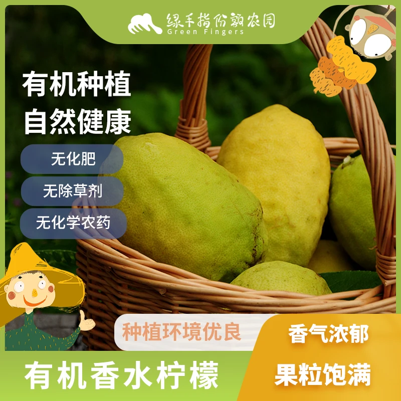 有机香水柠檬 1.5kg 绿手指份额农园