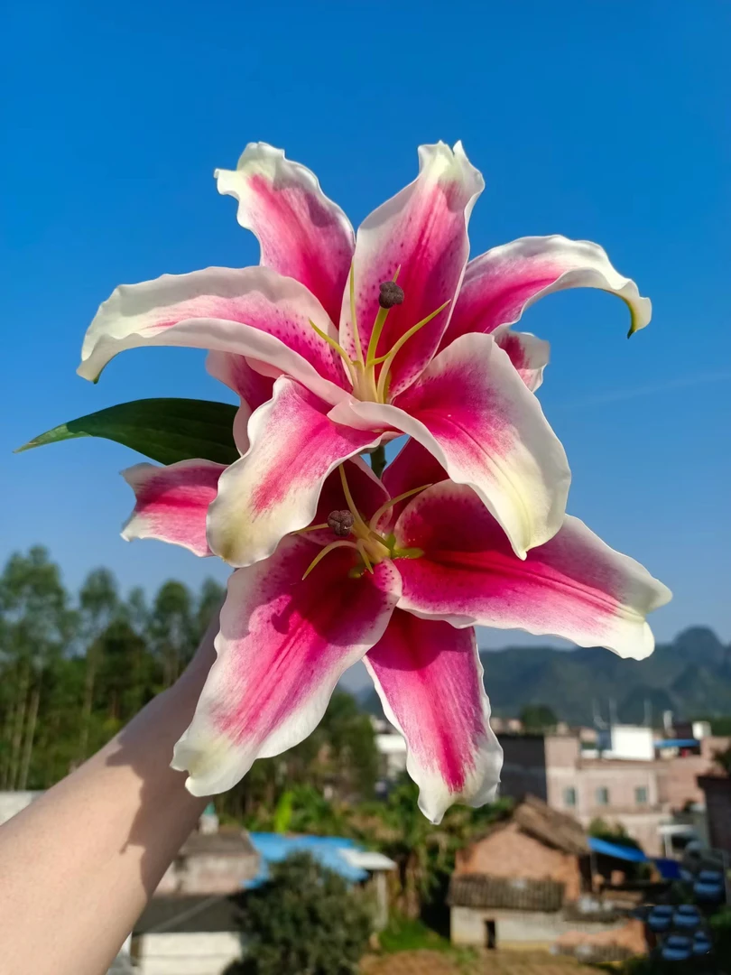 新品二头国王百合5支（10朵）  云南基地鲜花