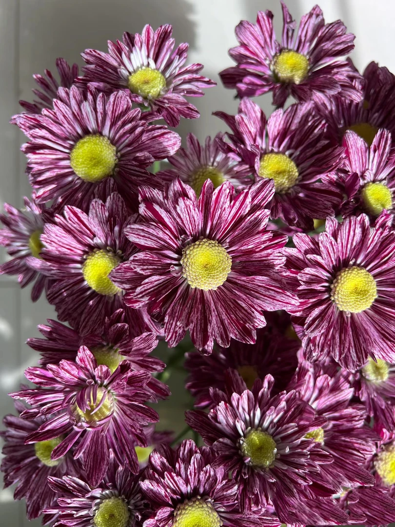 宁静小雏菊一把（8到10支）   云南基地鲜花   家养    水养