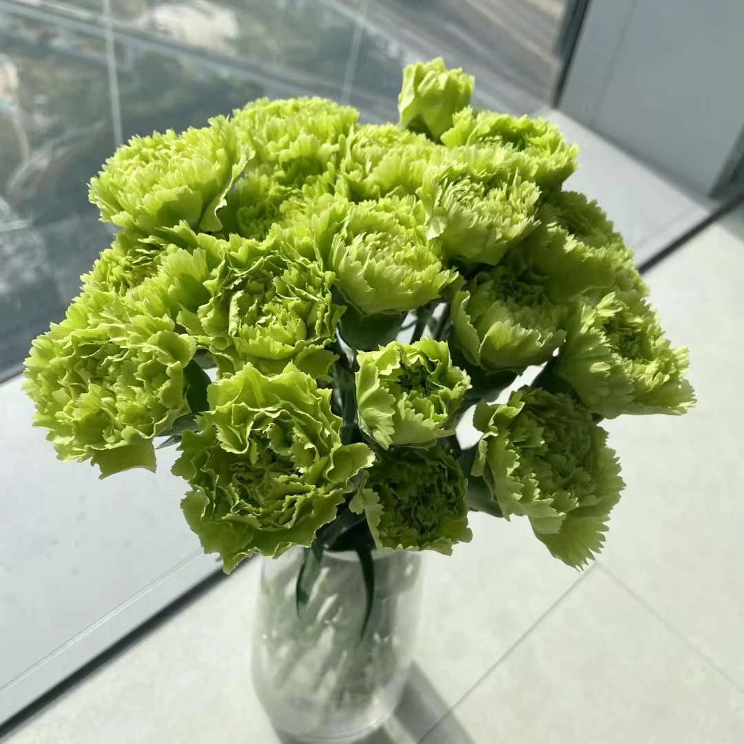 【满四件包邮】绿色单头康乃馨20支  云南基地鲜花