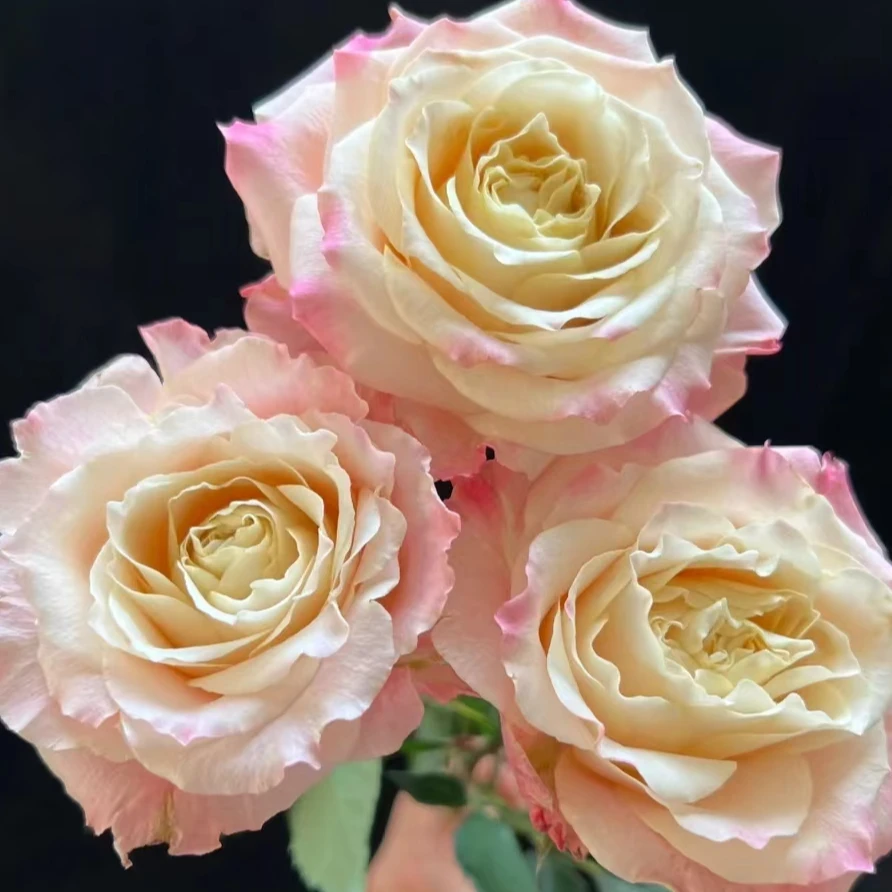 【源头一手价】C级桃乐丝玫瑰10支   云南基地鲜花 直发   家养水养