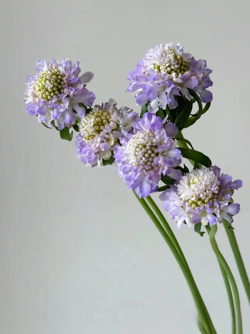 【买一送一】短杆紫色松虫草   云南基地鲜花  直发 家养水养