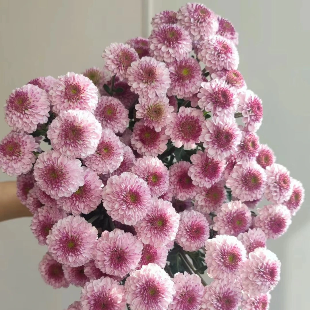 粉研小雏菊一把（8到10支）   南基地鲜花   家养    水养