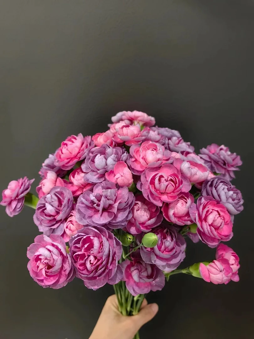 小头细杆野马多头康乃馨20支 温馨的祝福 超长待机好开好养 鲜花