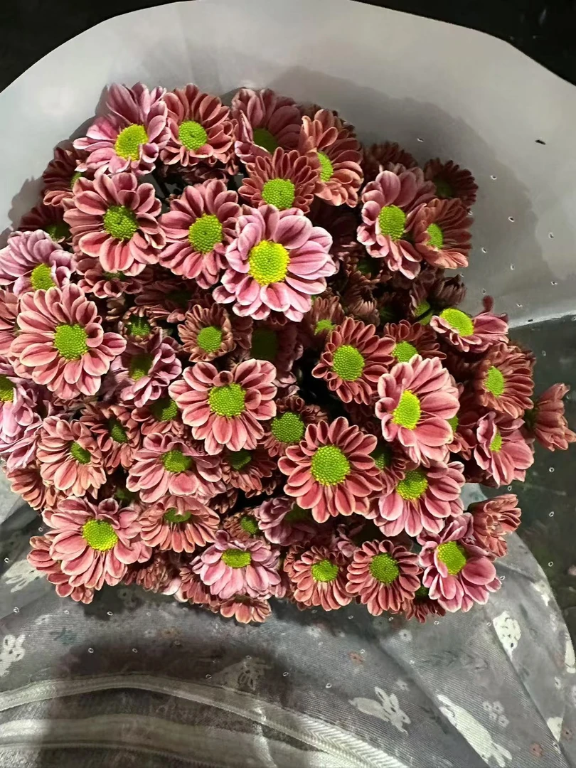 【源头一手价】玲珑小雏菊一把   云南基地鲜花   家养    水养