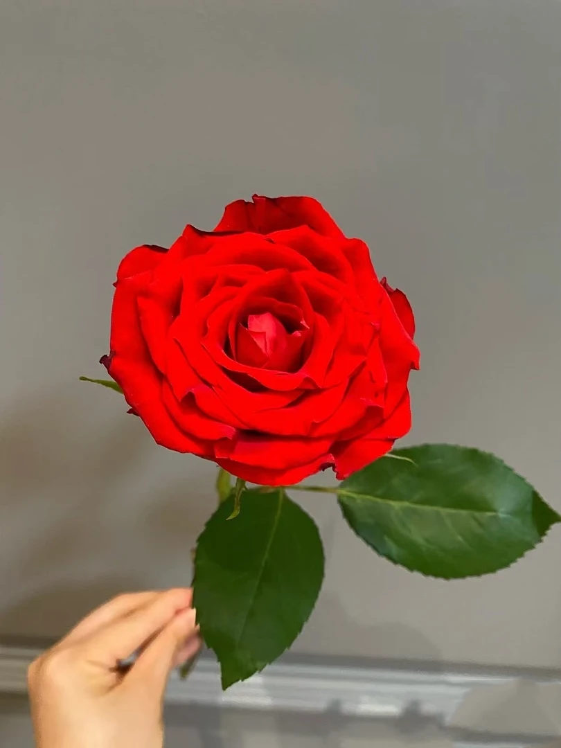 【买一送一】方德星荷珍爱玫瑰10支无土栽培花期长云南基地鲜花直发