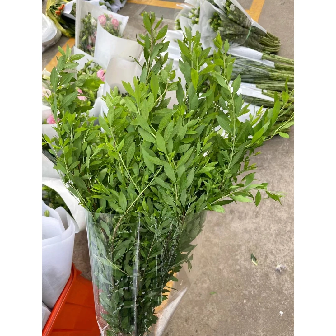【买一送一】雪柳叶一把 花期很长配叶 云南 基地  鲜花水养 家养