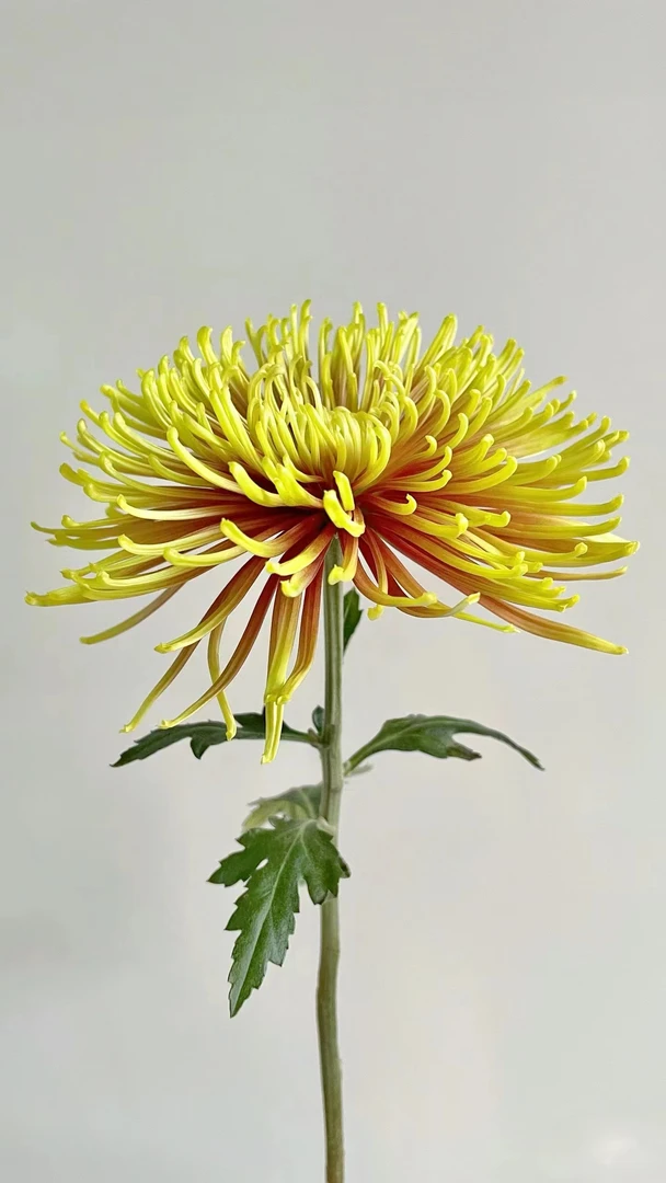 【买一送一】炫丽烟花小雏菊 云南基地鲜花   家养    水养