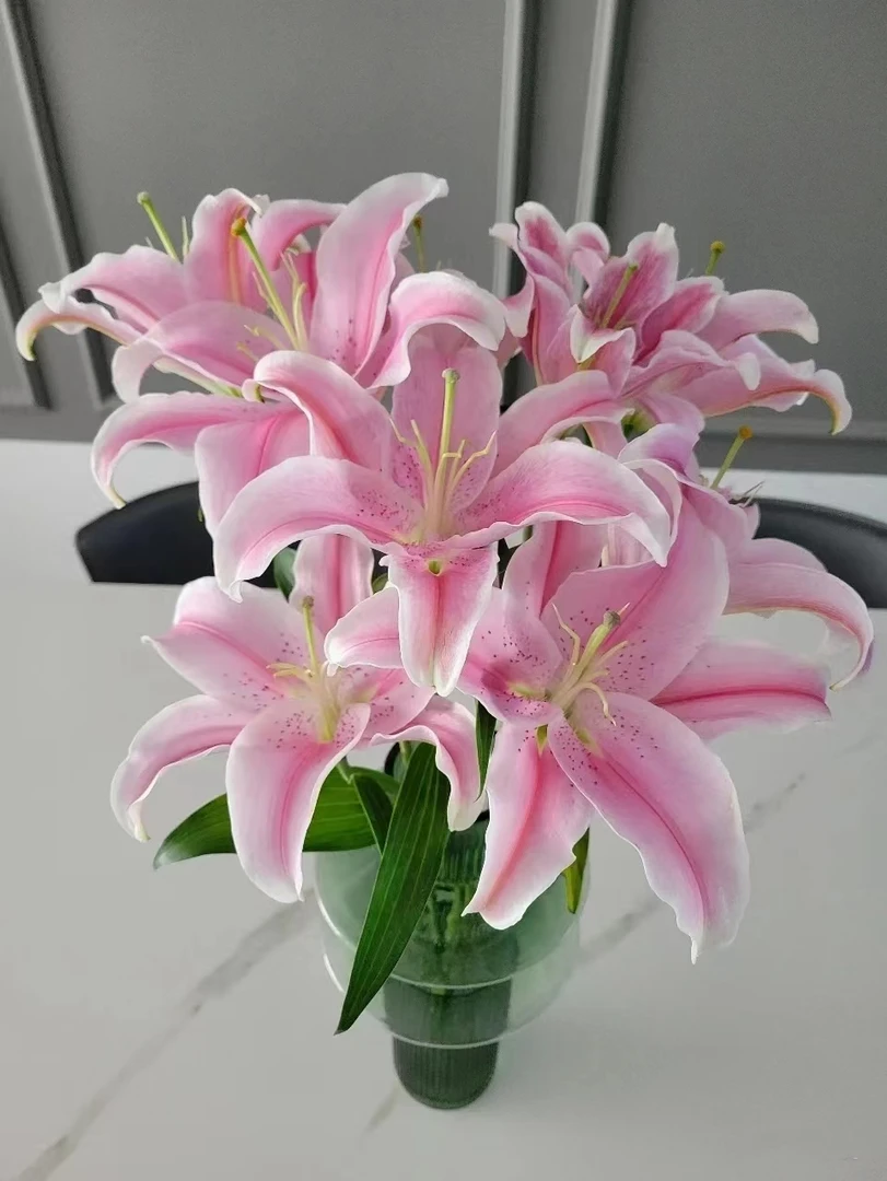 索尔邦百合三头4支（12朵） 鲜花  百合  云南基地直发