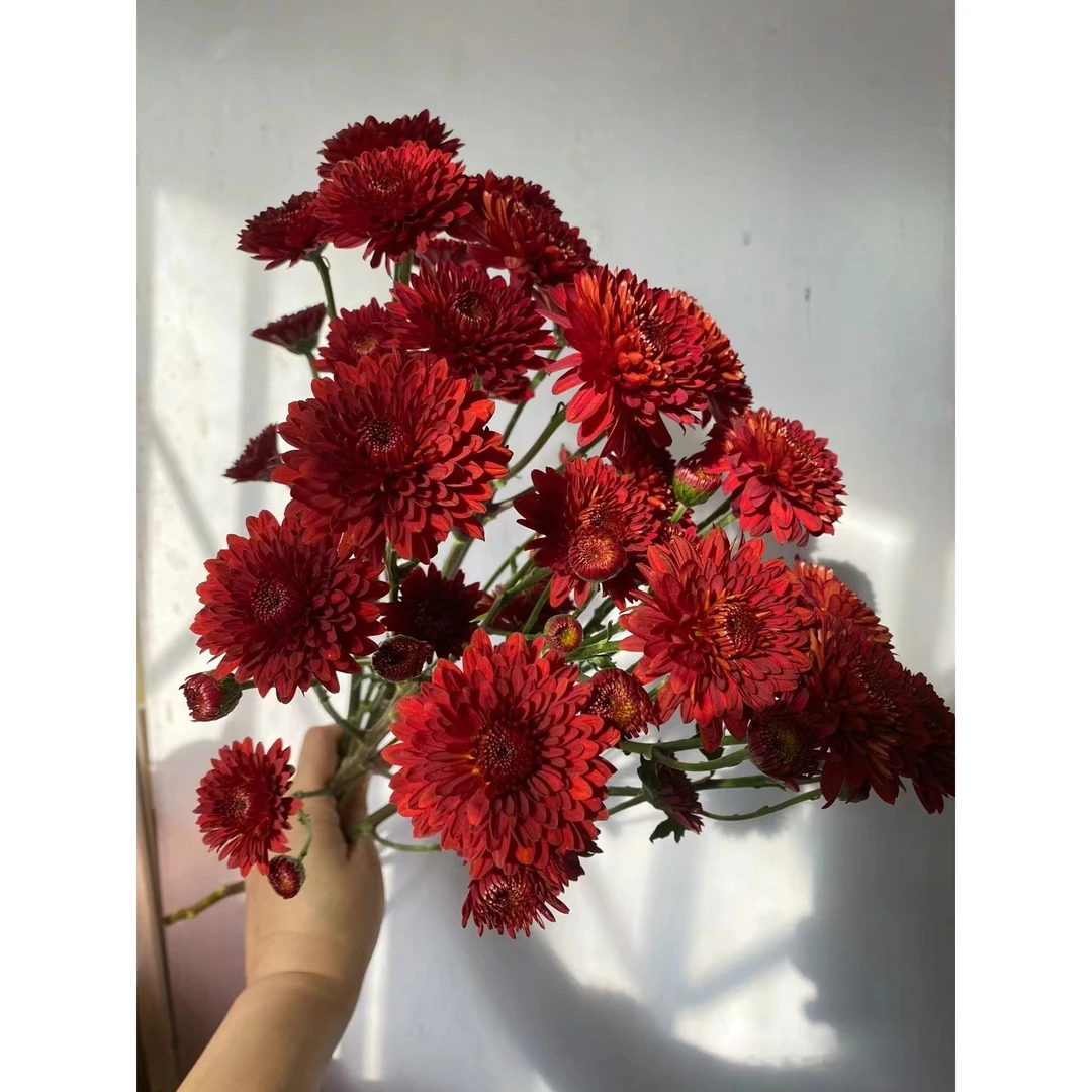 都市红小雏菊一把云南基地鲜花   家养    水养