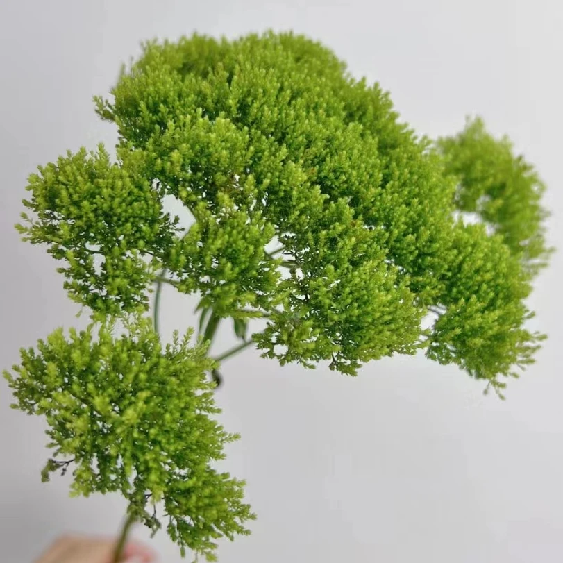 【买一送一】绿色夕雾草一把  云南  基地  鲜花   水养  家养