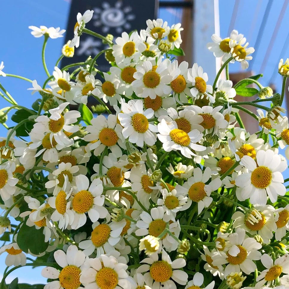 【买一送一】洋甘菊   被称为“月亮之花”优雅别致生命旺盛 鲜花