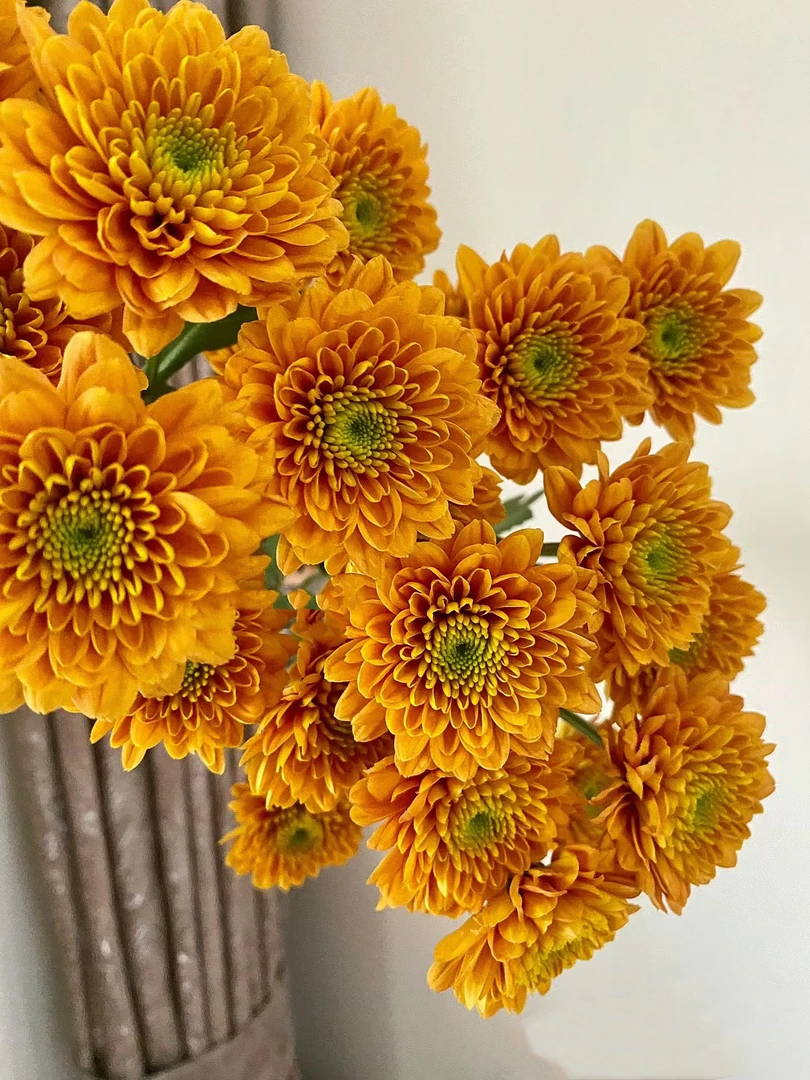 乔尼小雏菊一把（8到10支）    云南基地鲜花   家养    水养