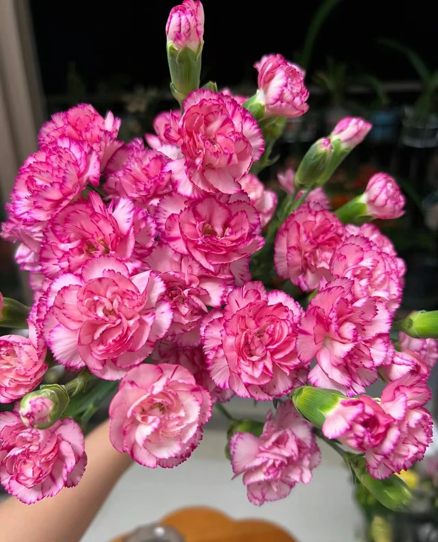 香妃多头康乃馨20支  温馨的祝福  超长待机  好开好养 云南鲜花
