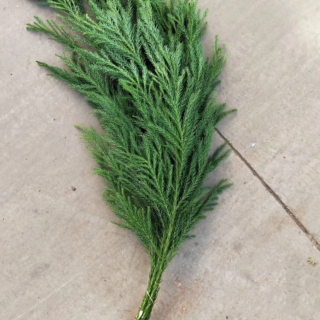 新鲜国产天竺少女圣诞树圣诞花环装饰松树材料圣诞节松枝水培绿植