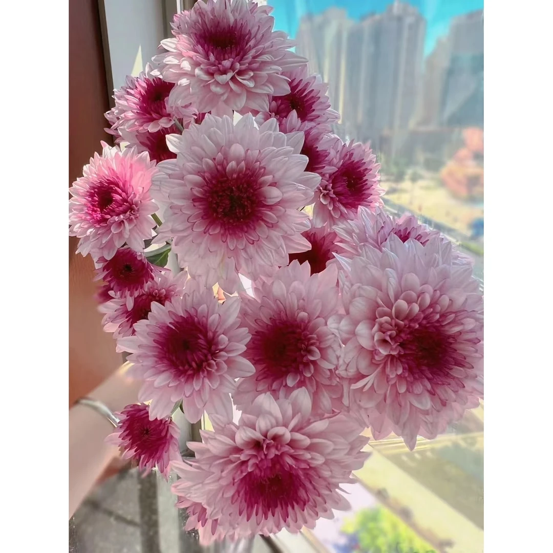 【源头一手价】粉丹特小雏菊一把  （8到10支）云南基地鲜花   家养