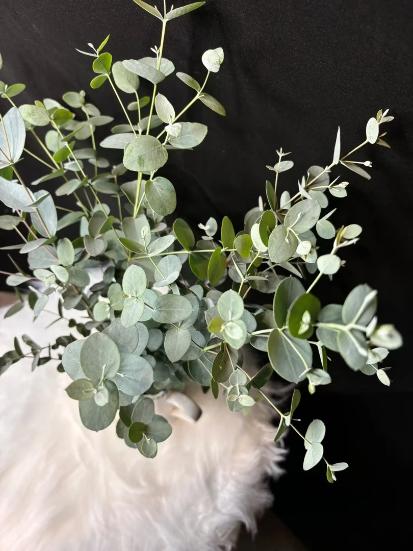 水滴尤加利一把   花期长 云南基地鲜花