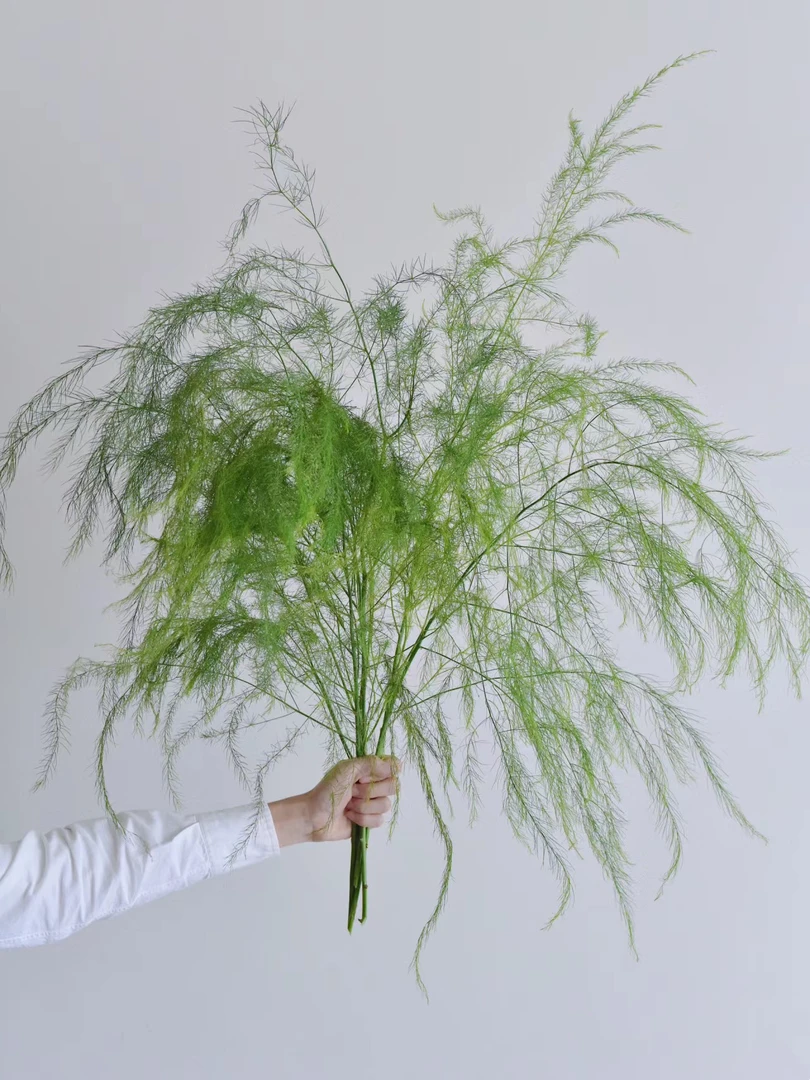 【源头一手价】卢寻草一把 卢荀草网红配叶如烟如雾自然风花束必备