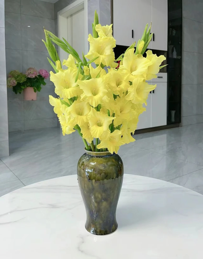 黄色剑兰5支/10支  云南基地鲜花 基地直发