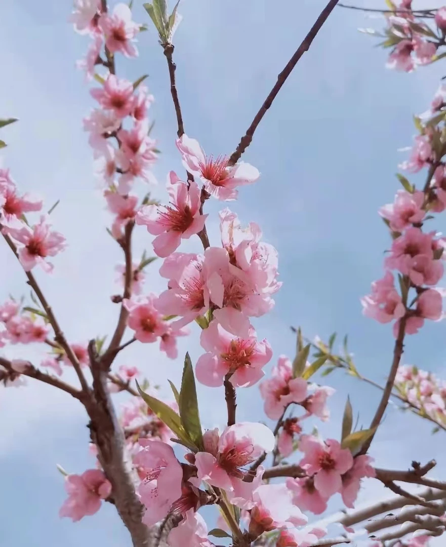 [干支桃花]枯木逢春 遇水开花发芽 带芽发货/懒人植物好养耐养