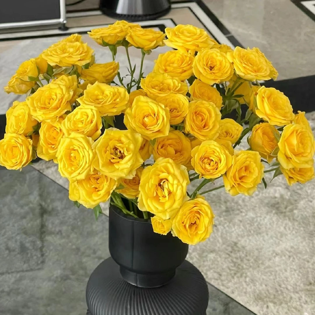 【买一送一】小头梦幻芭比泡泡   多头玫瑰 云南基地鲜花直发