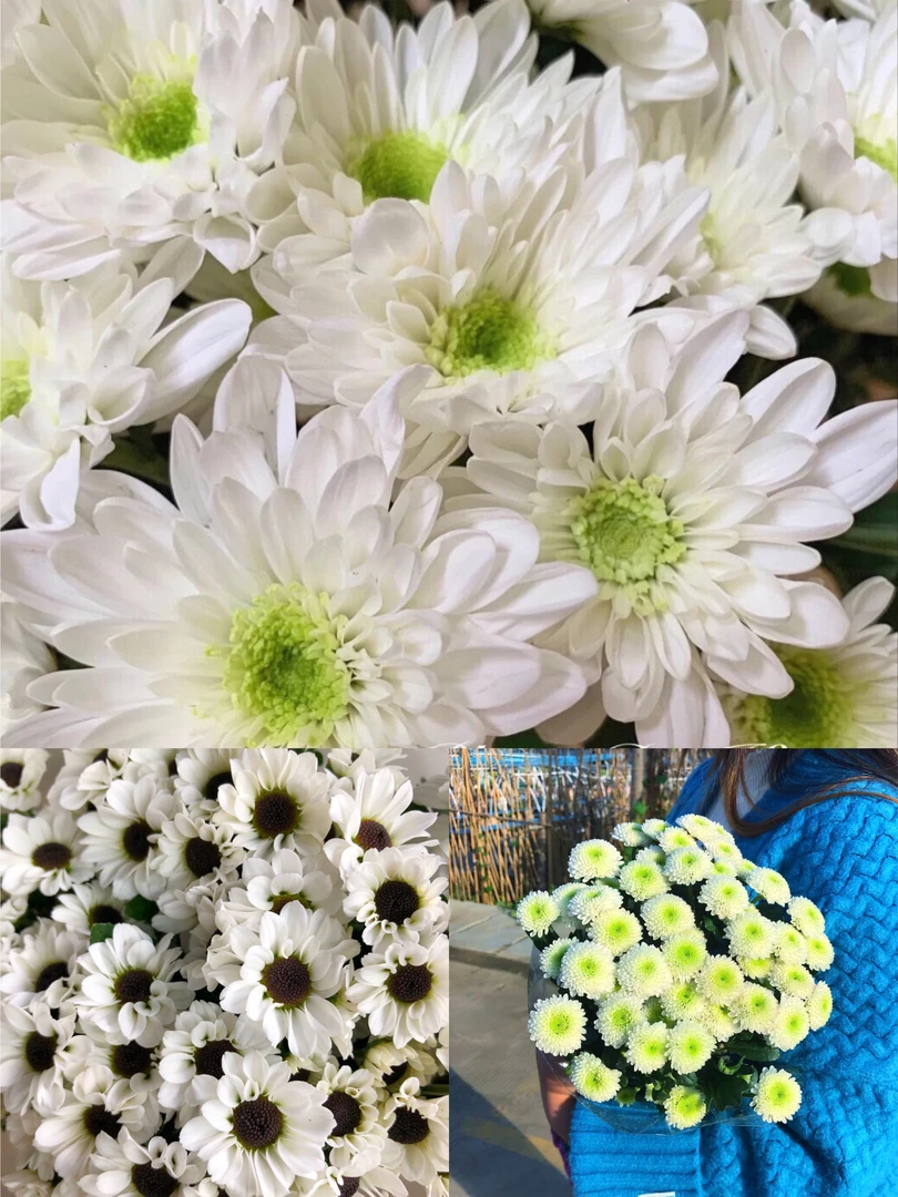 白色系小雏菊一把 云南基地鲜花 家养 水养