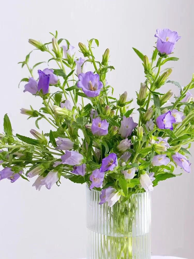 【源头一手价】浅紫色风铃    风中摇曳 铃儿响叮当 爆花神器 鲜花