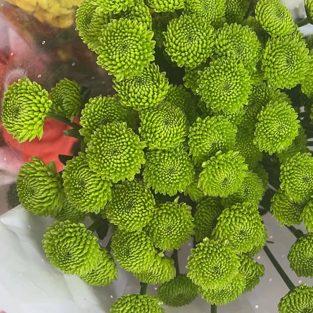 绿森林小雏菊一把   云南基地鲜花   家养    水养