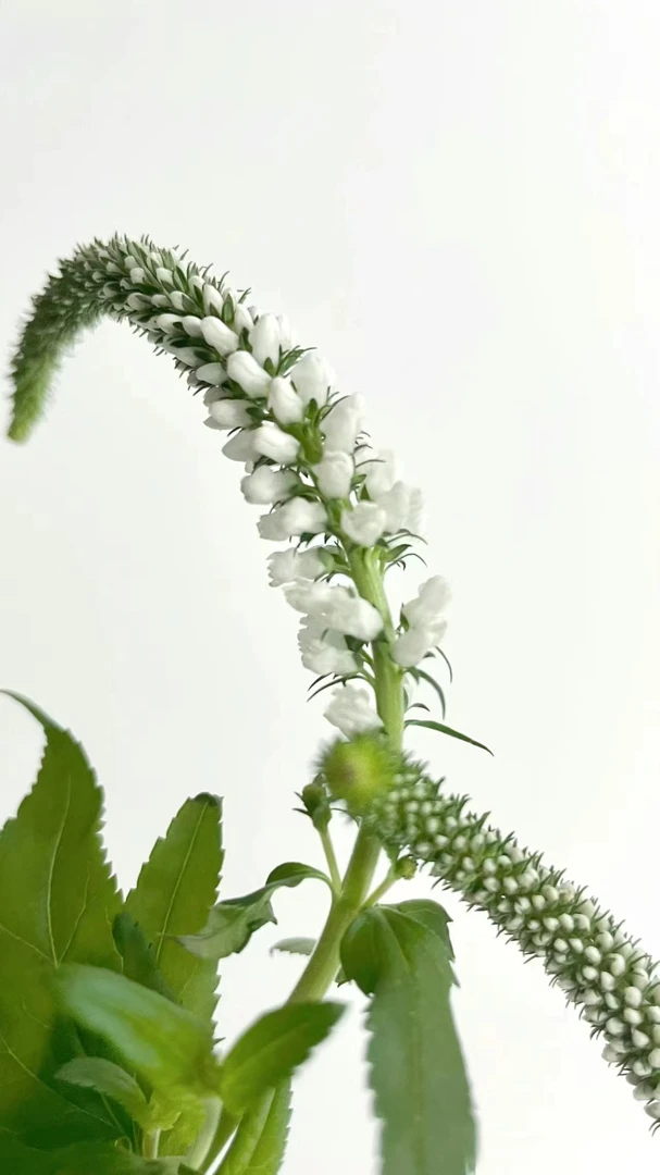 【买一送一】白色  单头鼠尾  云南  基地  鲜花   水养  家养