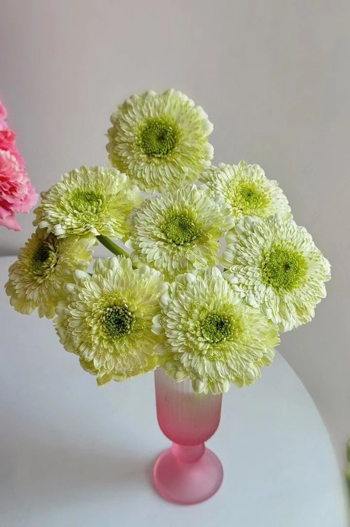 【买一送一】方德小头七仔泡泡非洲菊10支 云南基地鲜花直发 水养