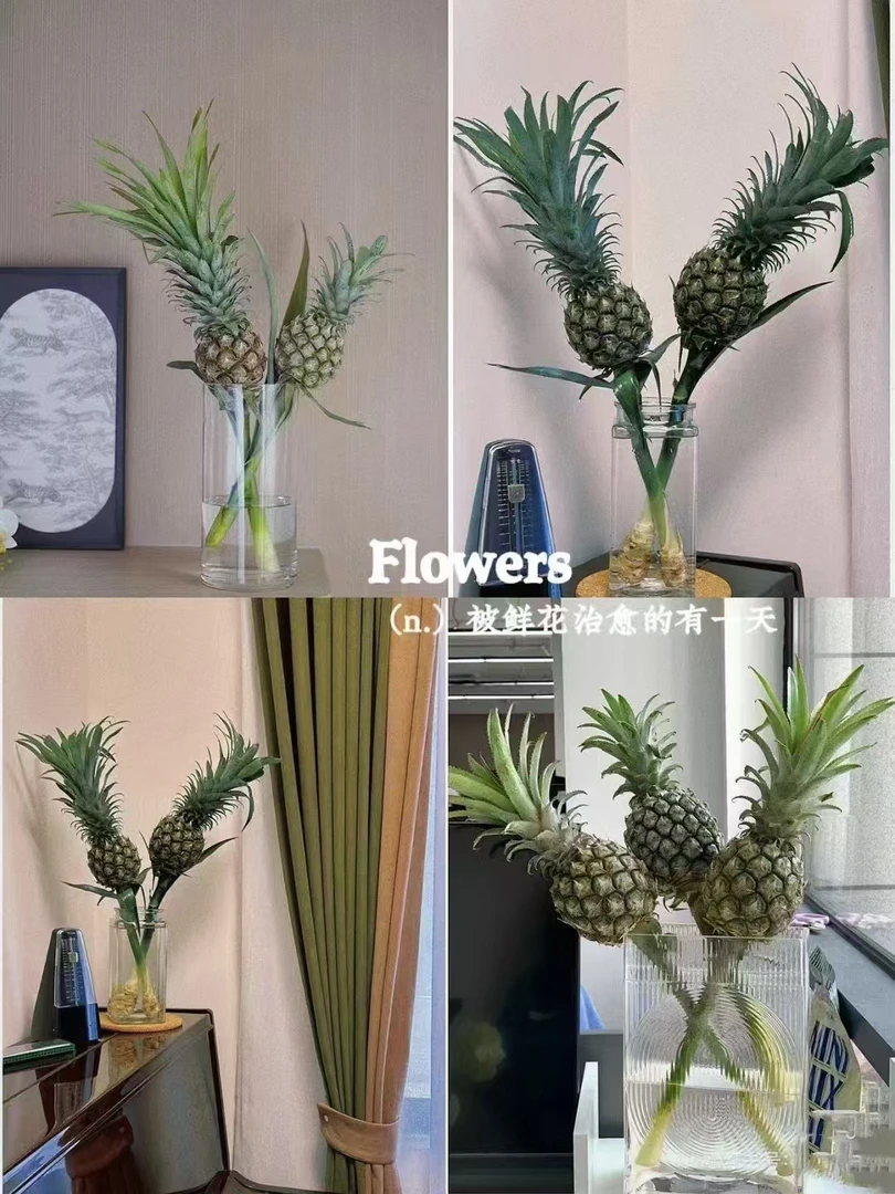 【买一送一】黑凤梨一支   寓意“好运驾到  财运亨通”  云南鲜花