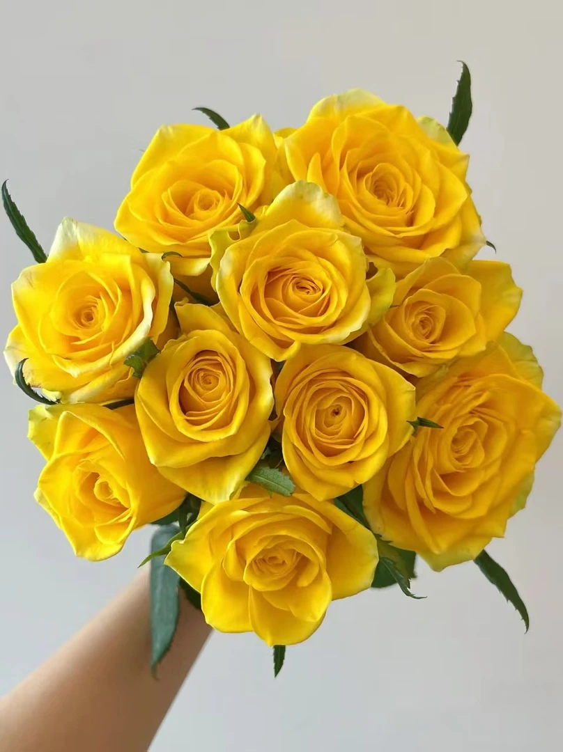 【买一送一】方德星荷月华玫瑰10支玫瑰的故事黄玫瑰黄亦玫同款花