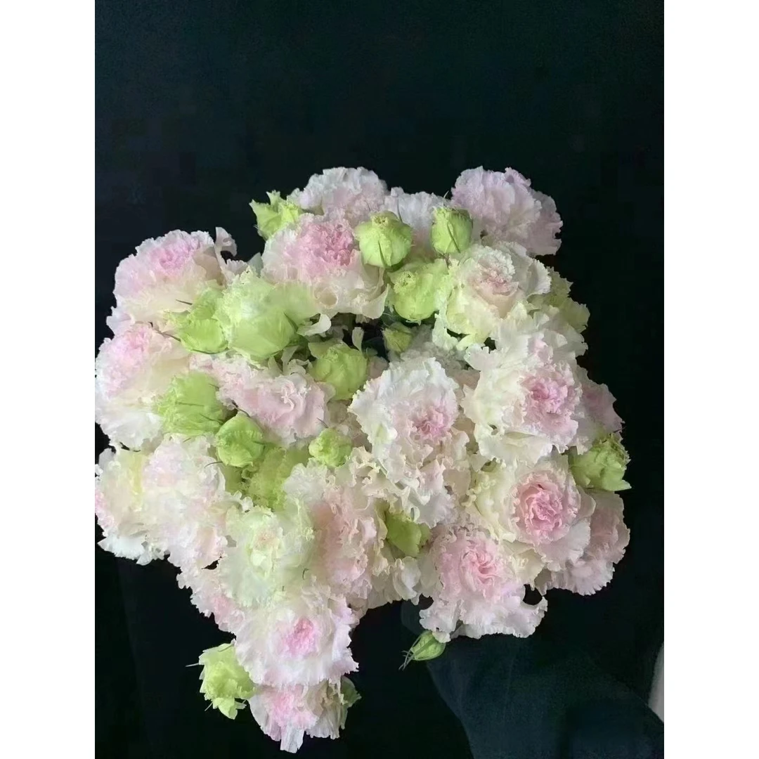 【买一送一】冰淇淋洋桔梗一把    云南基地鲜花直发    水养家养