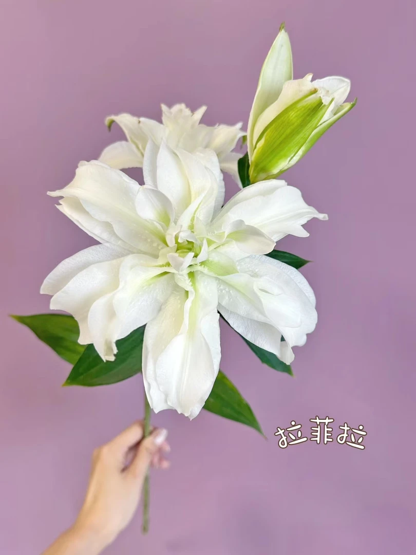 拉菲拉重瓣百合多头3支 云南基地鲜花 家养 水养