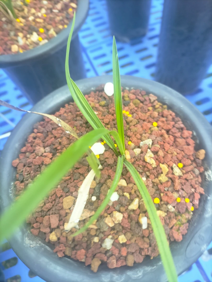 惠兰绿植种植基地